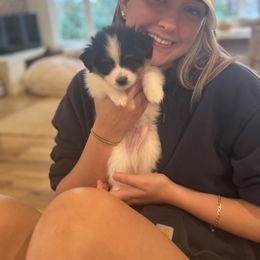 Spooky - White black and tan male Papillon puppy in West End, North Carolina from Papillons in the Pines
