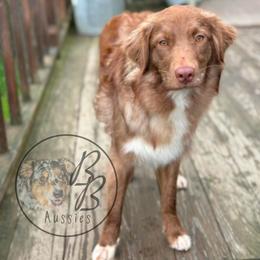 Wren - Australian Shepherd