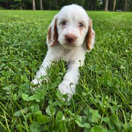 Gilbert - Parti male Goldendoodle puppy in Fordland, Missouri from K&K's Puppy Kingdom