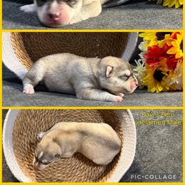 Zero - Gray and white male Siberian Husky puppy in Canton, Ohio from Bleu Skies Siberian Huskies