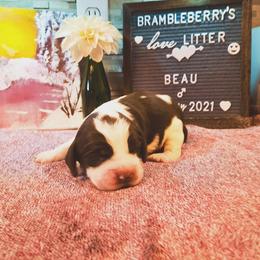 English Springer Spaniel Puppies from Brambleberry Springers