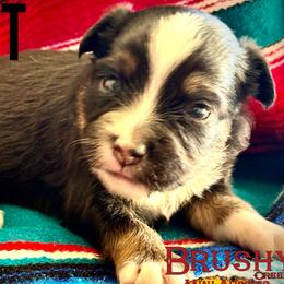 BRUSHY CREEKS NEWT - Black tri male Toy Australian Shepherd puppy in Red Oak, Texas from Brushy Creek Aussies & Mini Aussies