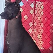 Sammy - Xoloitzcuintli