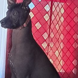 Sammy - Xoloitzcuintli