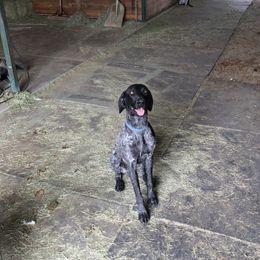 Boone - German Shorthaired Pointer