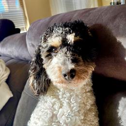Jane - Bernedoodle