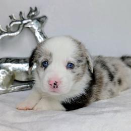 Charlie Brown aka Dumplin - Blue merle and white male American Corgi puppy in Clarksville, Tennessee from Cold Creek Family Farm LLC