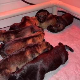 Female 4 - Sable female German Shepherd puppy in Nottingham, New Hampshire from WildHaven Shepherd