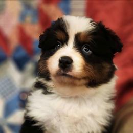 Boy 1 - Black tri male Toy Australian Shepherd puppy in Hampton, Tennessee from TC Farms Stock Dogs - Miniature Australian Shepherds