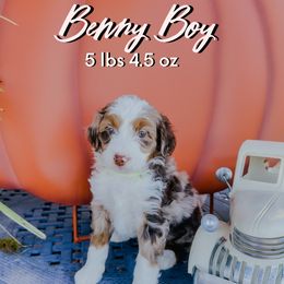 Ben - Merle male Bernedoodle puppy in Camden, North Carolina from Fleury Farm Doodles NC