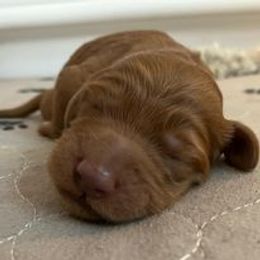 Goldendoodle Puppies from All My Doodles