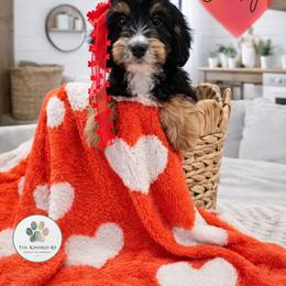Oakley - female Australian Mountain Doodle puppy in Grand Rapids, Michigan from The Kindred K9