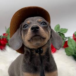 Companion Cross puppies from Dachshund Family Love Breeders