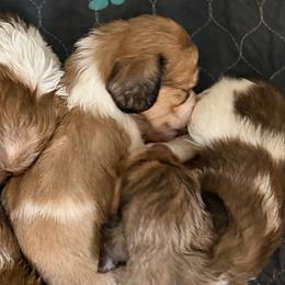 Dachshund puppies from JAM Doxies