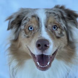 Oakley - Australian Shepherd