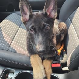 German Shepherd Puppies from Sandy’s Shepherds