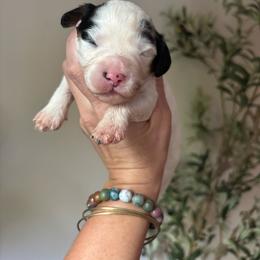 Pongo - Black and white male Cavapoo puppy in Cherryville, North Carolina from Mercy Doodles