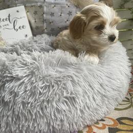 Havanese Puppies from Nanas Devinely Designed Havanese