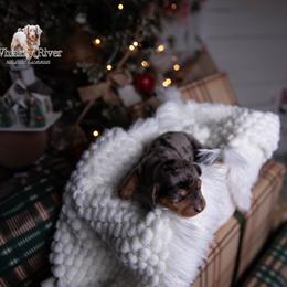 Mistletoe - Dapple female Dachshund puppy in Iola, Texas from Whiskey River Dachshunds