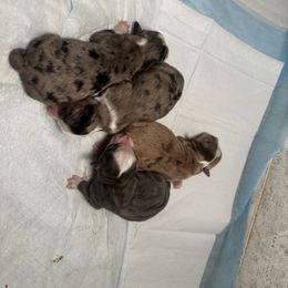 Miniature Australian Shepherd and Toy Australian Shepherd Puppies from Cherry Grove Kennel