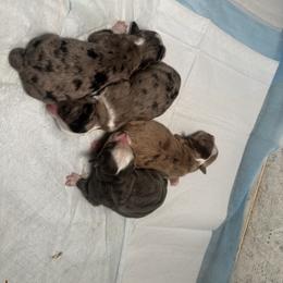 Miniature Australian Shepherd and Toy Australian Shepherd Puppies from Cherry Grove Kennel