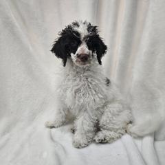 Jasmine - Parti female Poodle puppy in Puyallup, Washington from Pure Parti Poodles