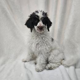 Jasmine - Parti female Poodle puppy in Puyallup, Washington from Pure Parti Poodles