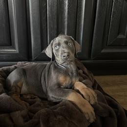 Doberman Pinscher Puppies from Haus of Hound