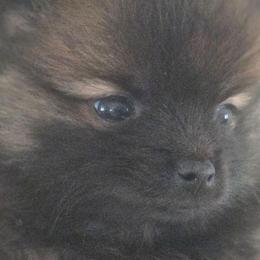 Nova Wolf - Wolf sable female Pomeranian puppy in El Centro, California from BabyBooPoms