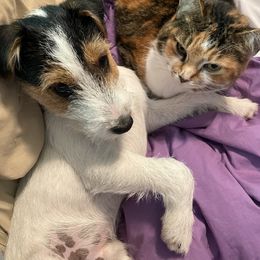 Russell Terrier Puppies from Acorn Ridge JRT