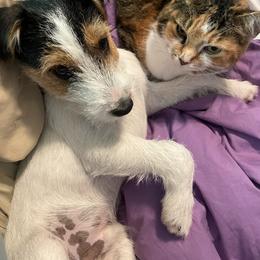 Russell Terrier Puppies from Acorn Ridge JRT