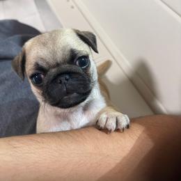 Kevin - Fawn male Pug puppy in Damascus, Maryland from Elly & Junior’s Legacy