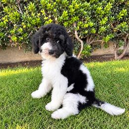 Waffles - Black and white male Sheepadoodle puppy in Los Angeles, California from Exquisite Doodles