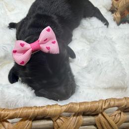 Kiwi - Black female Dachshund puppy in Mansfield, Missouri from Owens Farm