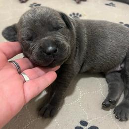 Katie-burgundy - Blue female Companion Cross puppy in Calimesa, California from BoujeePoodlesofsocal