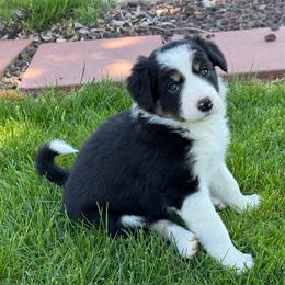 Girl 1 - Tri-color female Border Collie puppy in Centerville, Washington from Forthright Farms
