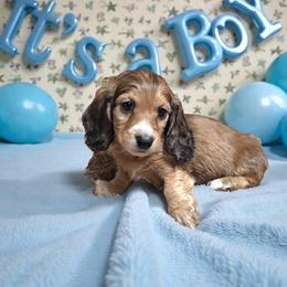 Onyx - Red male Dachshund puppy in Philomath, Oregon from Bailey’s Dachshunds