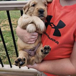 Boy 3 - Light golden male Golden Retriever puppy in Montoursville, Pennsylvania from Wallace Golden Retriever's