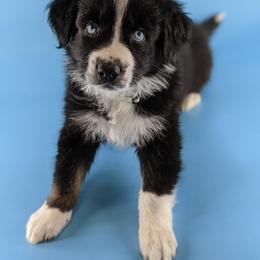 Australian Shepherd Puppies from MilkyWay Aussies with Tails