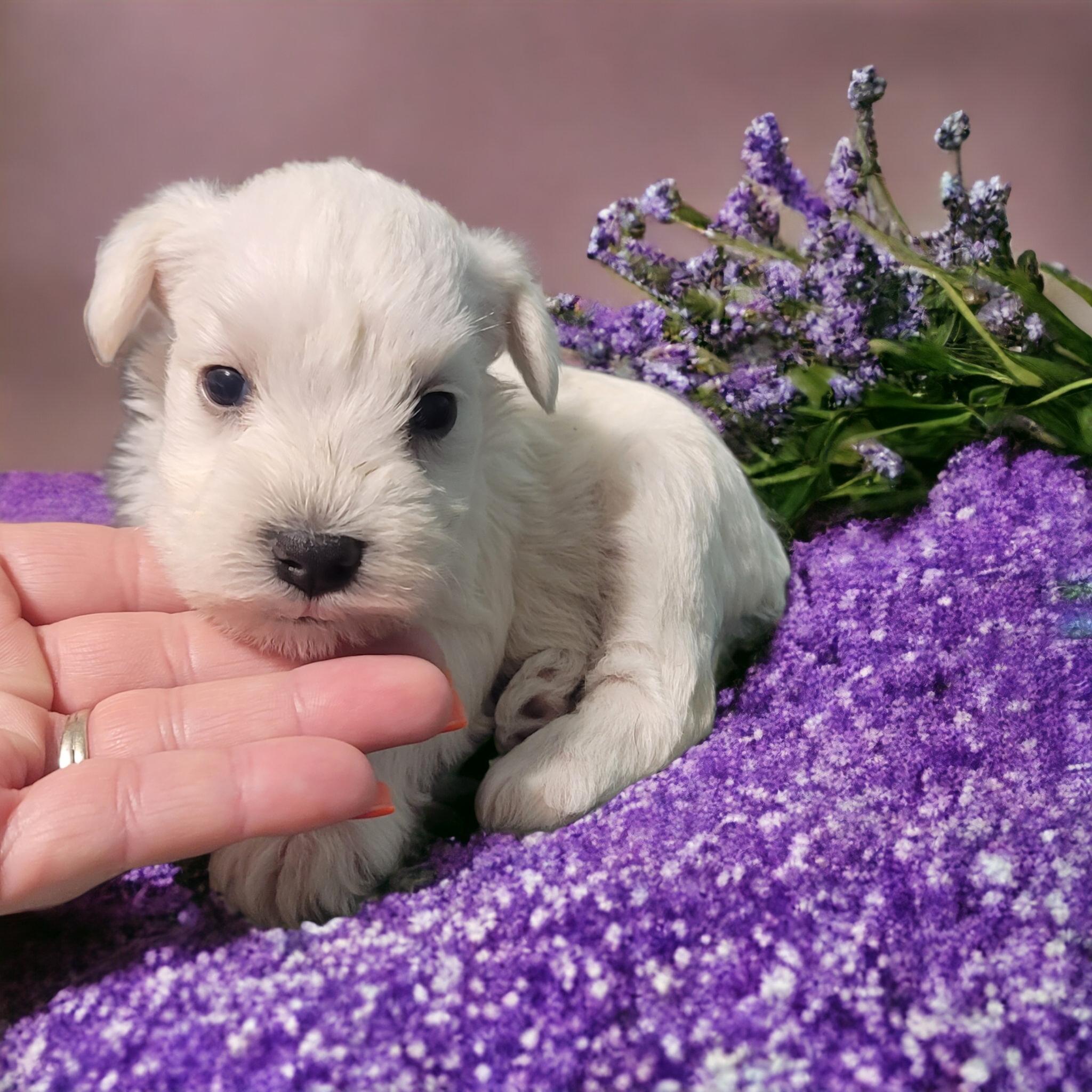 Haughton Farm in Texas Miniature Schnauzer puppies Good Dog