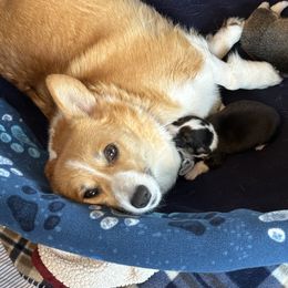 Pembroke Welsh Corgi Puppies from Legacy Woods Christmas Trees and Corgis