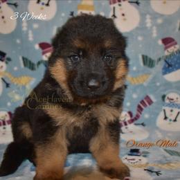 Orange Collar - Black and red male German Shepherd puppy in Orlando, Florida from AceHaven Canines