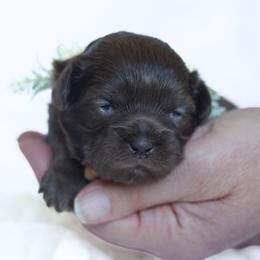 Bria - Liver female Shihpoo puppy in Nickelsville, Virginia from The Teddybear Shihpoo