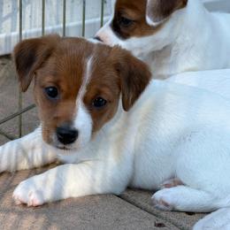 Already under deposit - White and tan female Russell Terrier puppy in Andover, Connecticut from Frog Hollow Farm