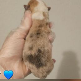 7 - Red male Pembroke Welsh Corgi puppy in Tomball, Texas from Larsen Loved Corgis