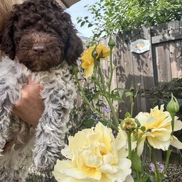 Lagotto Romagnolo Puppies from Anna’s Lagottos