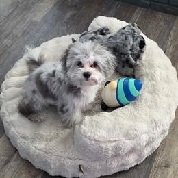 Shihpoo puppies from Route 66 Poodles & Doodles, Sapphire Shih-tzu's of Ohio