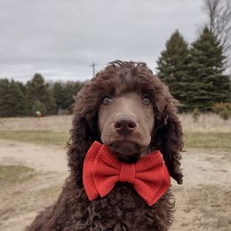 Blue - Poodle puppy in Paris, Michigan from Meeker's Ridge