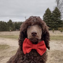 Blue - Poodle puppy in Paris, Michigan from Meeker's Ridge