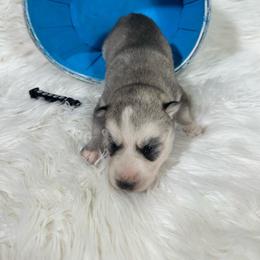 Axel - Gray and white male Siberian Husky puppy in Collins, Iowa from Homegrown Huskies